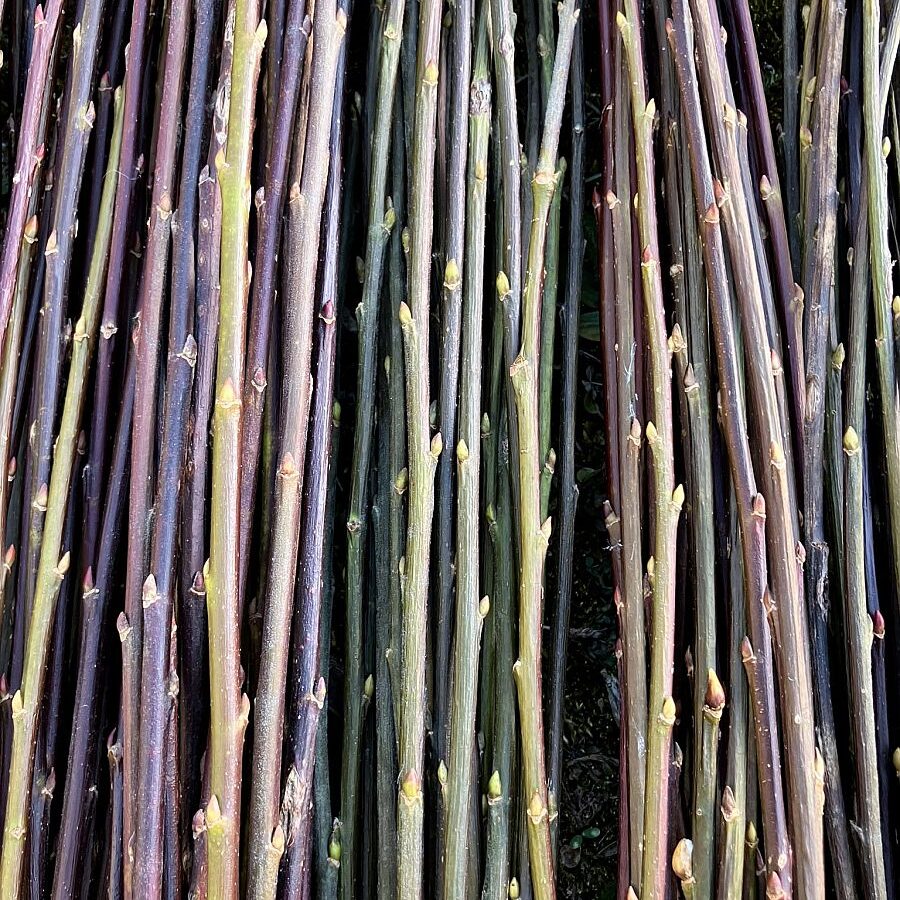 2025 Weidenernte Tennenbronn 06