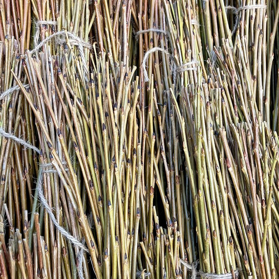 2025 Weidenernte Tennenbronn 09